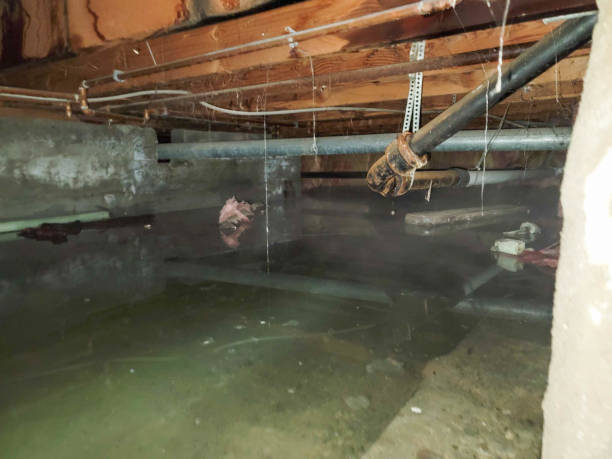 Best 24/7 water damage repair  in Dunellen, NJ