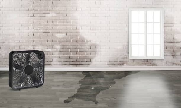 Best Ceiling water damage repair  in Dunellen, NJ